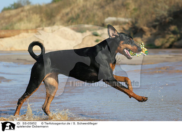 spielender Dobermann / playing Doberman Pinscher / SS-05852