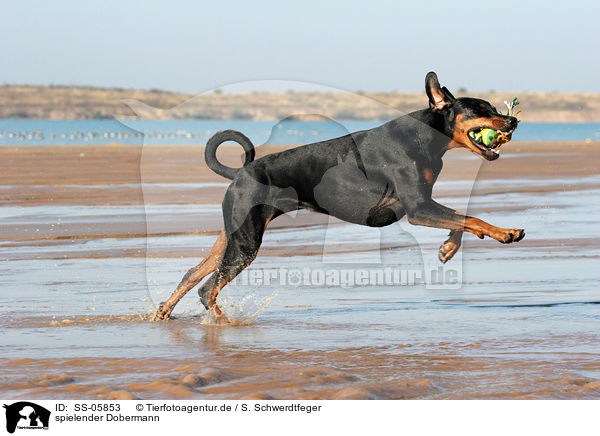spielender Dobermann / playing Doberman Pinscher / SS-05853