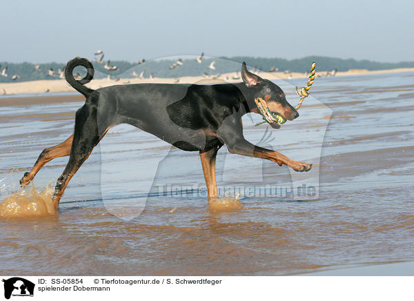 spielender Dobermann / SS-05854