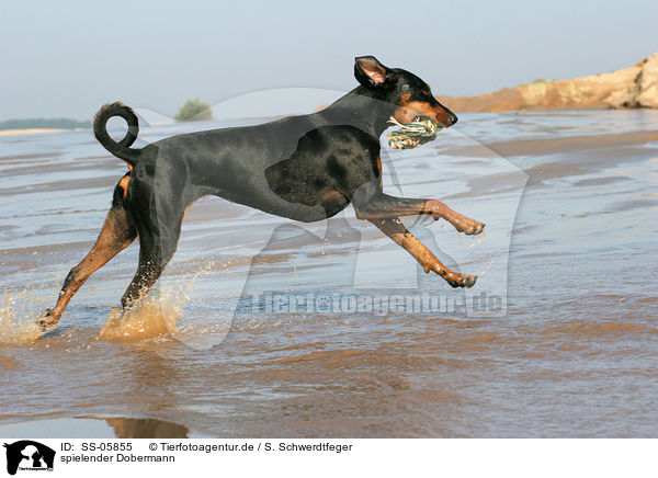 spielender Dobermann / playing Doberman Pinscher / SS-05855