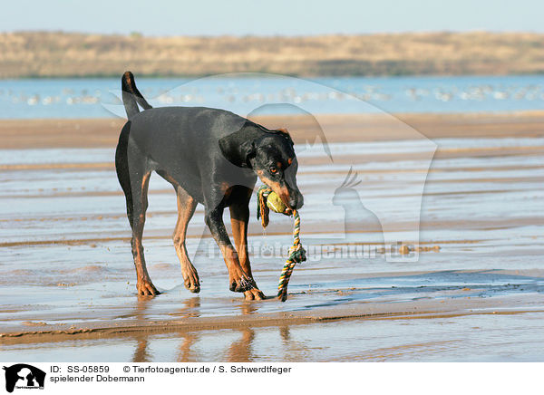 spielender Dobermann / playing Doberman Pinscher / SS-05859