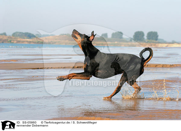 rennender Dobermann / running Doberman Pinscher / SS-05860