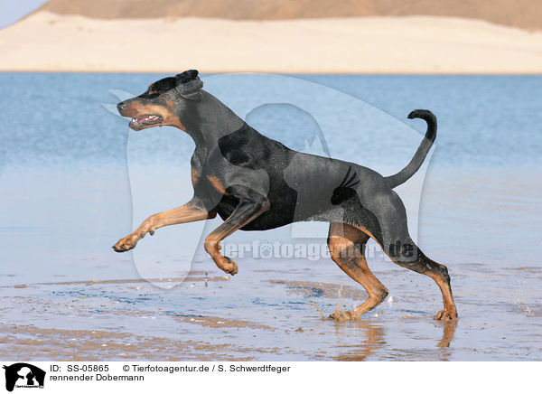 rennender Dobermann / running Doberman Pinscher / SS-05865