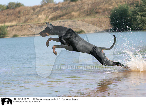 springender Dobermann / jumping Doberman Pinscher / SS-05871