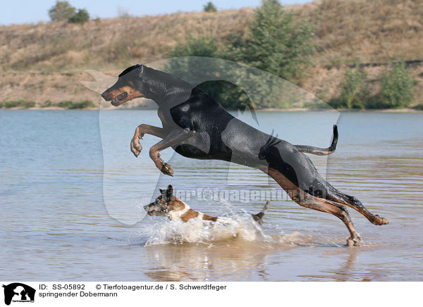 springender Dobermann / jumping Doberman Pinscher / SS-05892