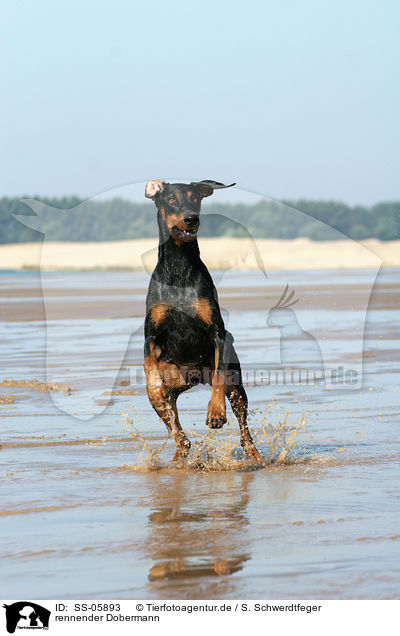 rennender Dobermann / running Doberman Pinscher / SS-05893