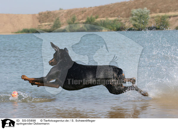 springender Dobermann / jumping Doberman Pinscher / SS-05898