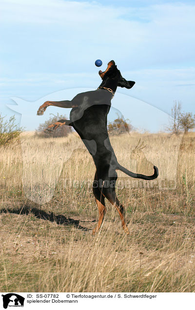 spielender Dobermann / SS-07782