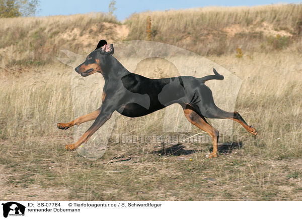 rennender Dobermann / running Doberman Pinscher / SS-07784