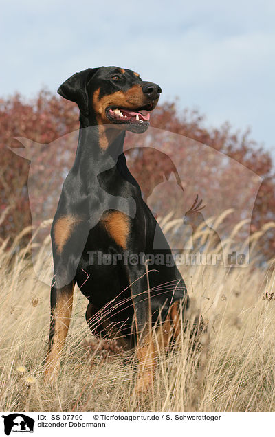 sitzender Dobermann / sitting Doberman Pinscher / SS-07790