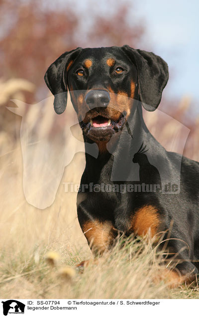 liegender Dobermann / lying Doberman Pinscher / SS-07794