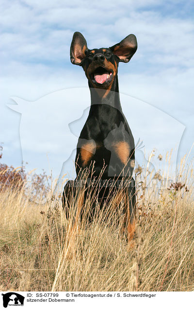 sitzender Dobermann / sitting Doberman Pinscher / SS-07799