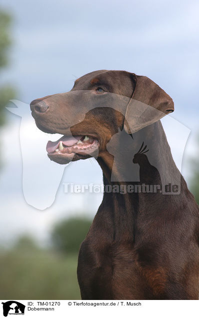 Dobermann / Doberman Pinscher / TM-01270