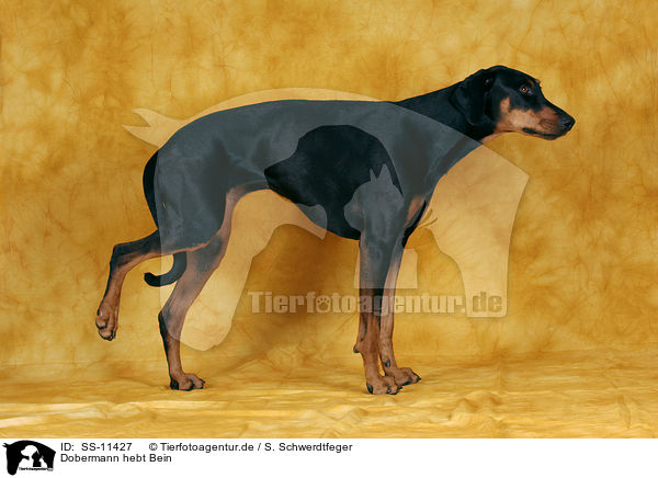 Dobermann hebt Bein / Doberman Pinscher / SS-11427