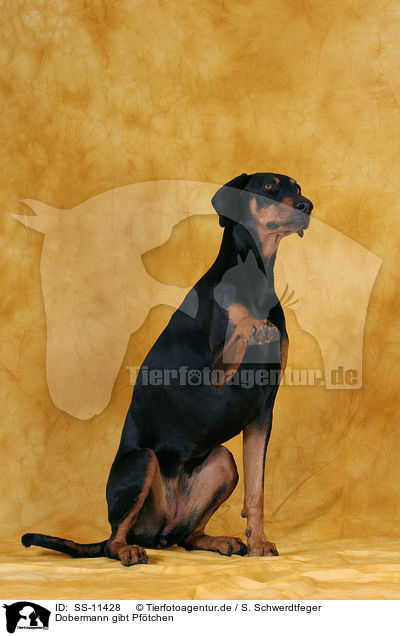 Dobermann gibt Pftchen / Doberman giving paw / SS-11428