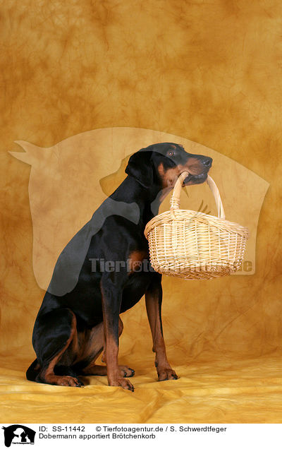 Dobermann apportiert Brtchenkorb / Doberman Pinscher fetches basket / SS-11442