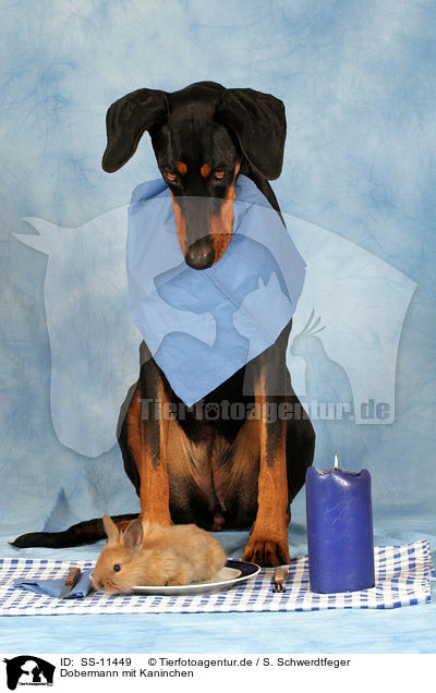 Dobermann mit Kaninchen / Doberman Pinscher with bunny / SS-11449