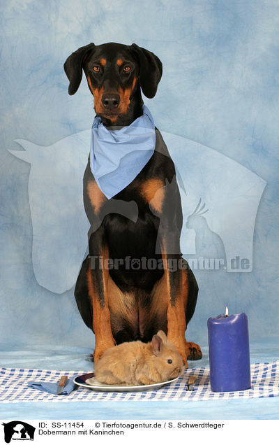 Dobermann mit Kaninchen / Doberman Pinscher with bunny / SS-11454