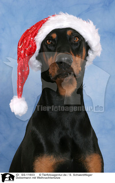 Dobermann mit Weihnachtsmtze / Doberman Pinscher with Santa Claus cap / SS-11603