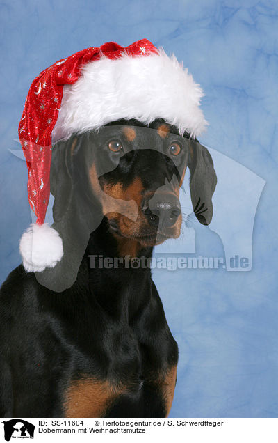 Dobermann mit Weihnachtsmtze / Doberman Pinscher with Santa Claus cap / SS-11604