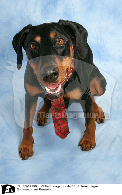 Dobermann mit Krawatte / Doberman Pinscher with tie / SS-12290