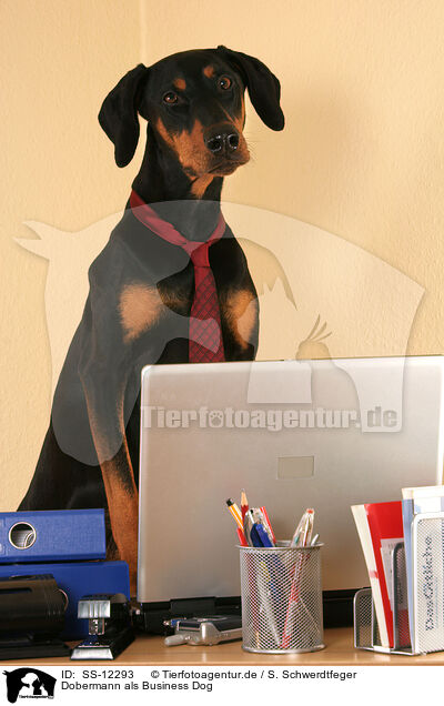 Dobermann als Business Dog / Doberman Pinscher as Business Dog / SS-12293