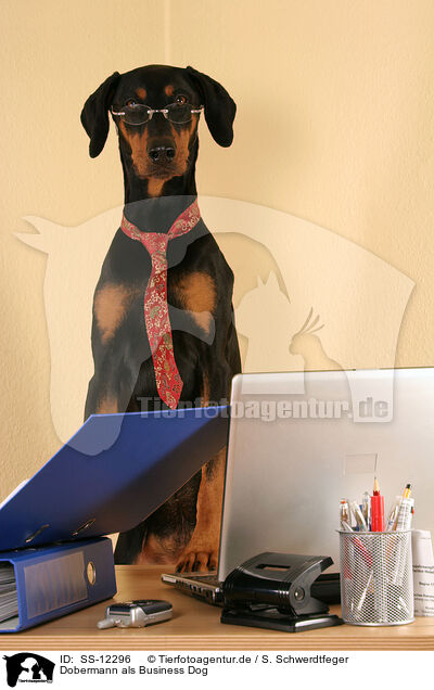 Dobermann als Business Dog / Doberman Pinscher as Business Dog / SS-12296