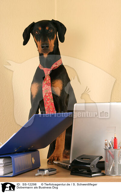 Dobermann als Business Dog / Doberman Pinscher as Business Dog / SS-12298