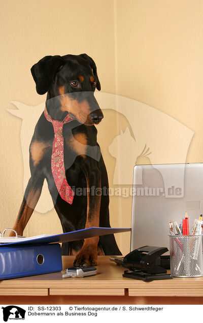 Dobermann als Business Dog / SS-12303