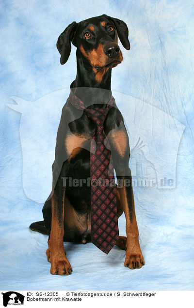 Dobermann mit Krawatte / Doberman Pinscher with tie / SS-12305