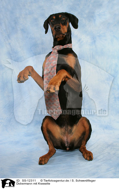 Dobermann mit Krawatte / SS-12311