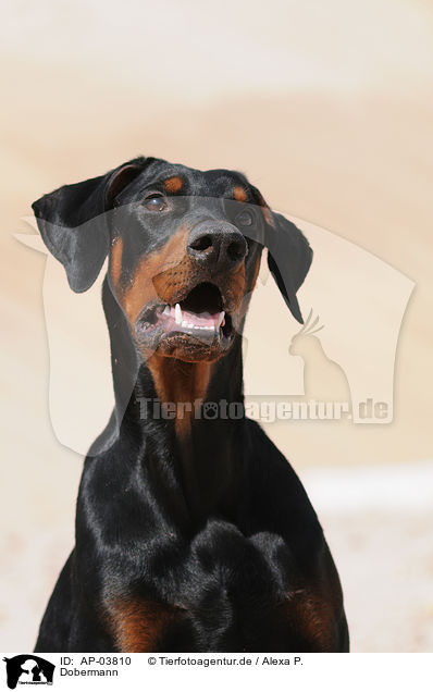 Dobermann / Doberman Pinscher / AP-03810
