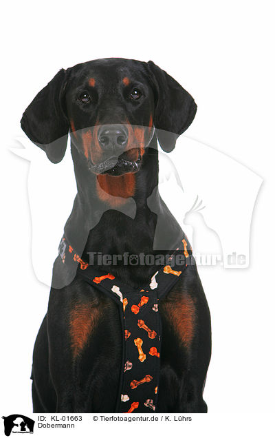 Dobermann / Doberman Pinscher / KL-01663