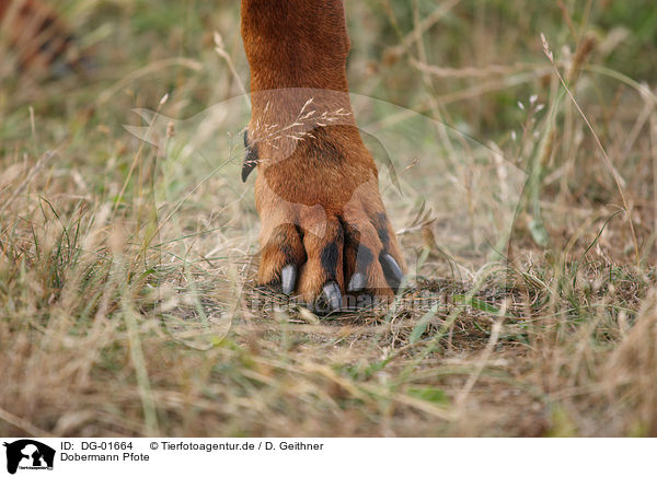 Dobermann Pfote / Doberman Pinscher paw / DG-01664
