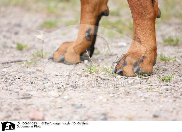 Dobermann Pfote / Doberman Pinscher paw / DG-01683