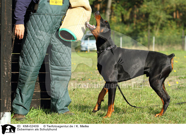 Dobermann als Schutzhund / Doberman Pinscher / KMI-02409