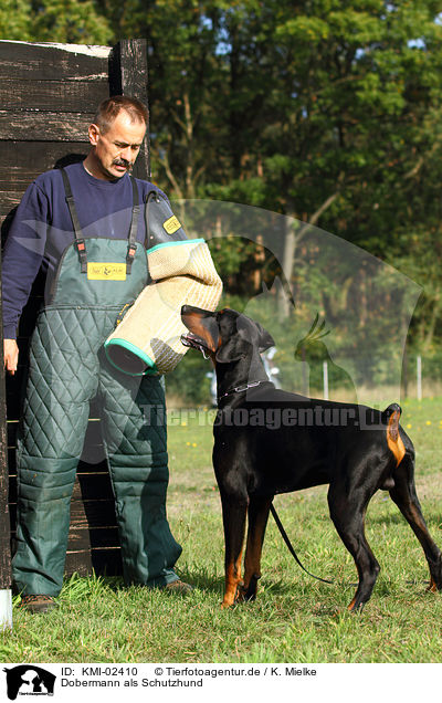 Dobermann als Schutzhund / Doberman Pinscher / KMI-02410