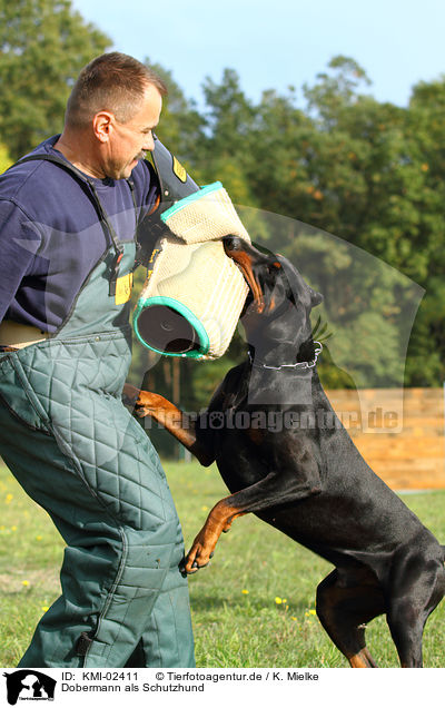 Dobermann als Schutzhund / Doberman Pinscher / KMI-02411