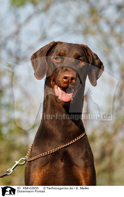 Dobermann Portrait / Doberman Pinscher Portrait / KMI-02655