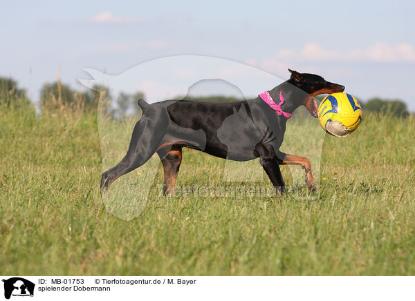spielender Dobermann / playing Doberman Pinscher / MB-01753