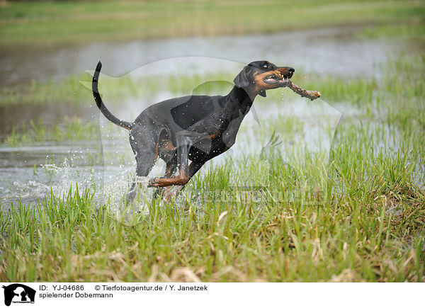 spielender Dobermann / playing Doberman Pinscher / YJ-04686