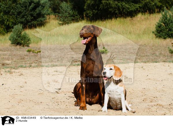 2 Hunde / KMI-03449