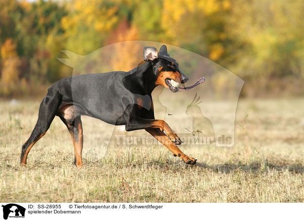 spielender Dobermann / playing Doberman Pinscher / SS-28955