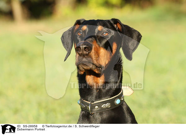 Dobermann Portrait / Doberman Pinscher Portrait / SS-28958