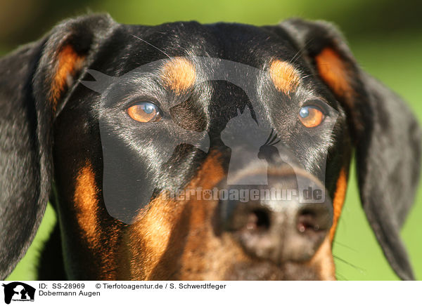 Dobermann Augen / Doberman Pinscher eyes / SS-28969