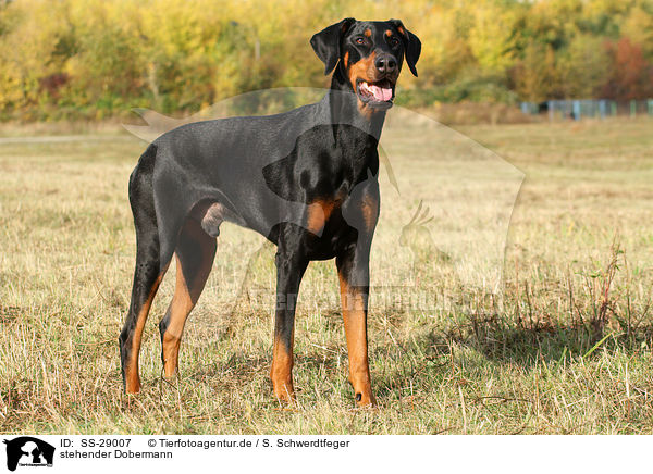 stehender Dobermann / standing Doberman Pinscher / SS-29007