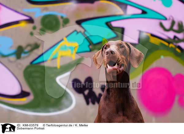 Dobermann Portrait / Doberman Pinscher Portrait / KMI-03579