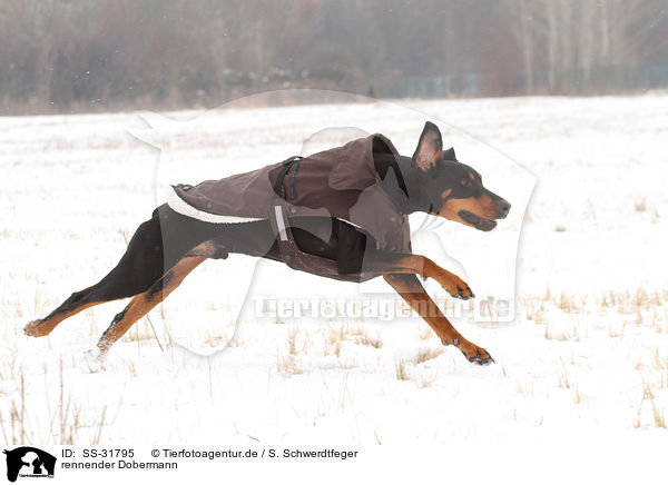 rennender Dobermann / running Doberman Pinscher / SS-31795