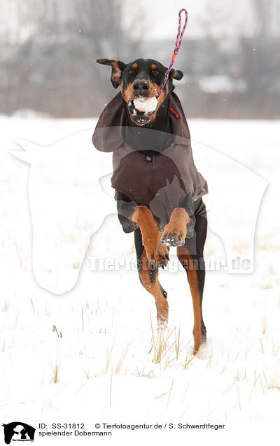 spielender Dobermann / playing Doberman Pinscher / SS-31812