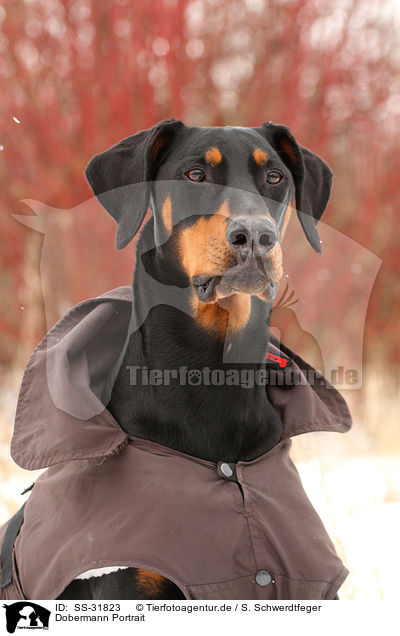Dobermann Portrait / Doberman Pinscher Portrait / SS-31823